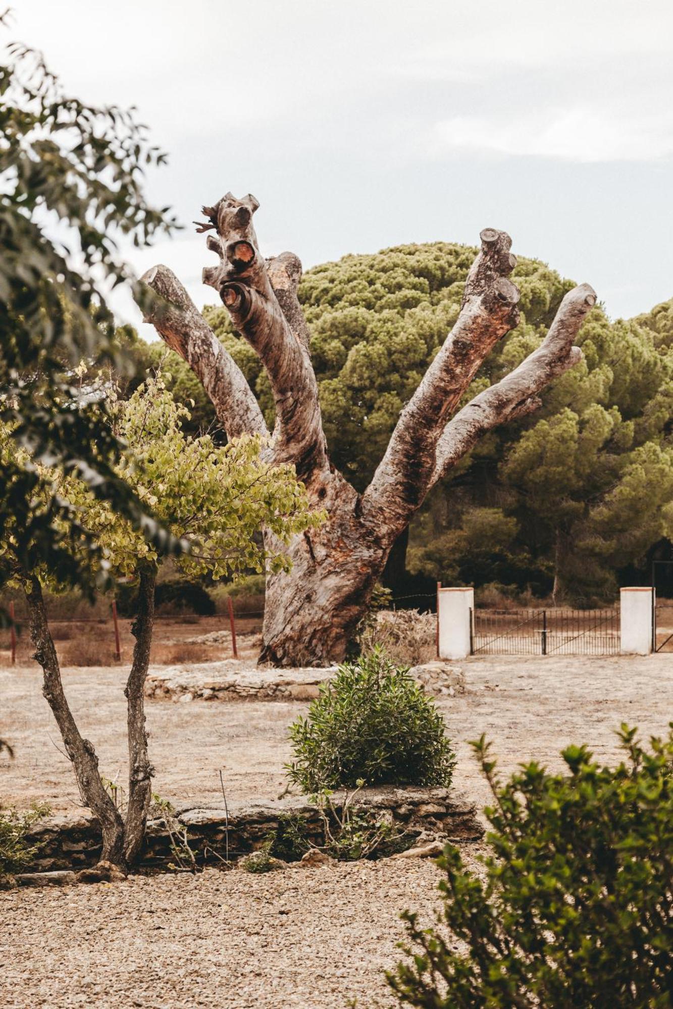 Casa Dehesa De Las Yeguas Cádiz Eksteriør bilde